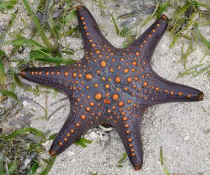 Starfish 11