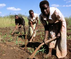 agric-fao-j.jpg