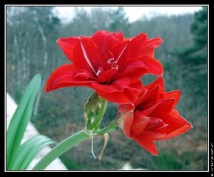 amaryllis