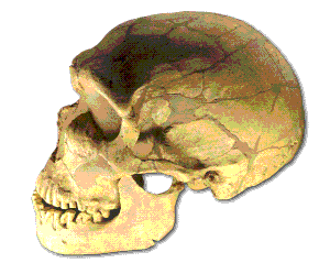 Ferrassie skull