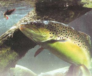 GUIA PESCA CASTILLA LEON guia pesca castilla leon: