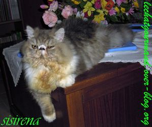 mythra dopo un anno x blog (Medium)