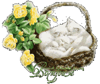 bonjour chat endormi