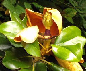 vie d'une fleur 6