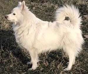 spitz-allemand-loulou-blanc