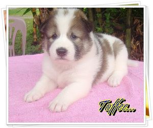 thai-bangkaew-puppy-toffee