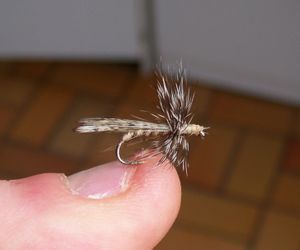 mouches-seches-050.jpg