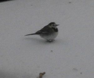 neige du 6janvier2012 005