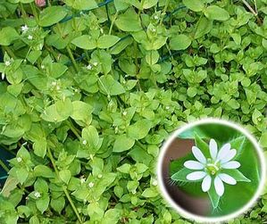 chickweed_stellaria-media_02.jpg