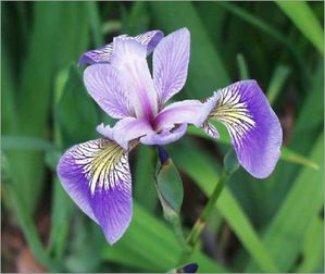Iris-Versicolor.jpg