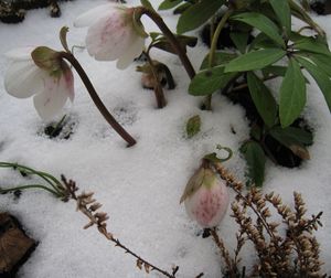 FLEURS-3778.jpg