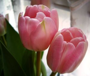 2010-Tulpen.jpg