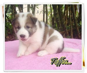 thai-bangkaew-toffee-puppy