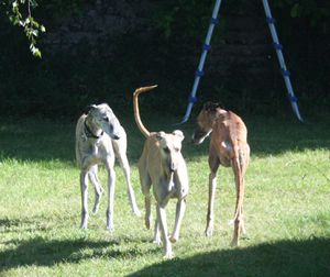 nos 3 galgos