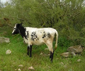 bordelaise-maro