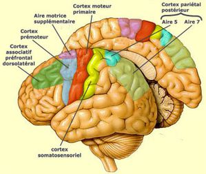 CerveauHumain CortexMoteur