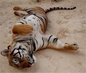 Tigre-couche.jpg