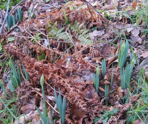 jonquilles
