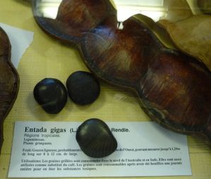 Entada-gaine.jpg
