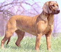chien-rouge-de-hanovre-01
