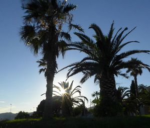 palmiers.jpg