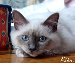 chaton-sacre-de-birmanie