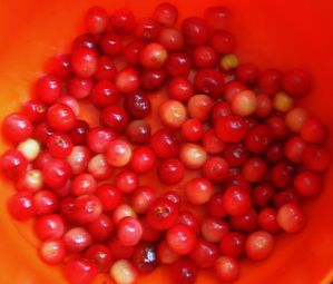 cerises