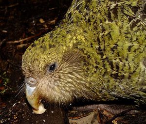 kakapo 6
