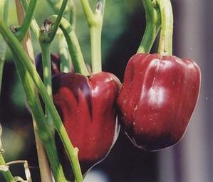 paprika 096258100 1702 22072008