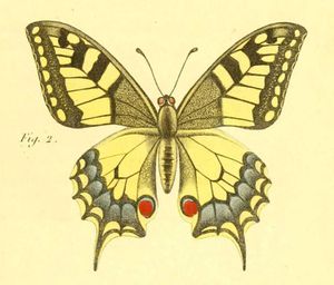 papillon-de-jour-papillon-machaon-buffon.jpg