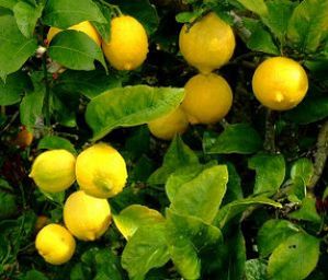 citrons_2735671.jpg