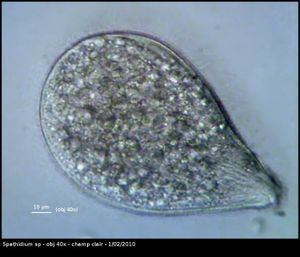 vlc-spathidium-56276.jpg