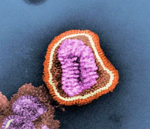 virus-grippe1.jpg