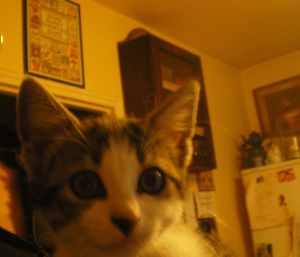 Bobine-----001-copie-1.JPG