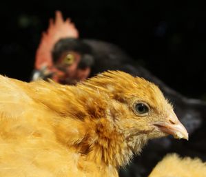 ER orpigton et noire de challans