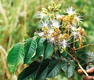 698px-Inga edulis in flower