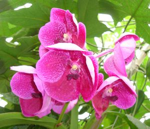 orchidees-008.jpg