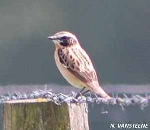 Saxicola rubetra1