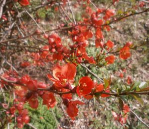 tour-jardin-2-avril-2013-032.JPG
