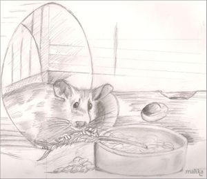 Hamster domestique