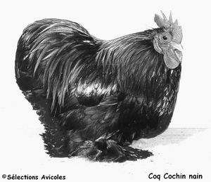 Coq-Cochin-nain.jpg