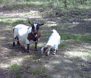 chèvre et son petit