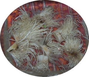 radicelle-poireau-tisane.jpg