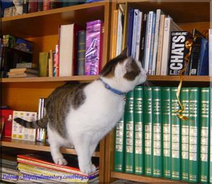 Paloma chat de bibliothèque