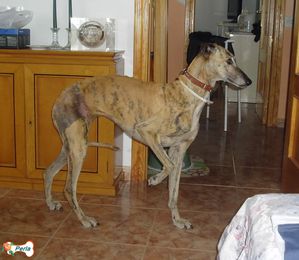 perla5.jpg