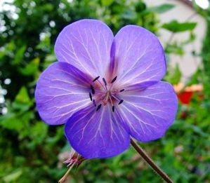 G. pratense 'Purple-haze'