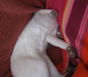 IMG_3122.JPG