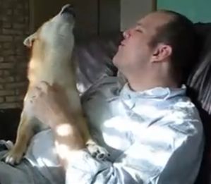 shiba-inu-cri-de-loup