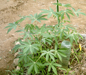 plan manioc