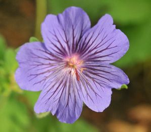 G.--Sabani-Blue-.jpg
